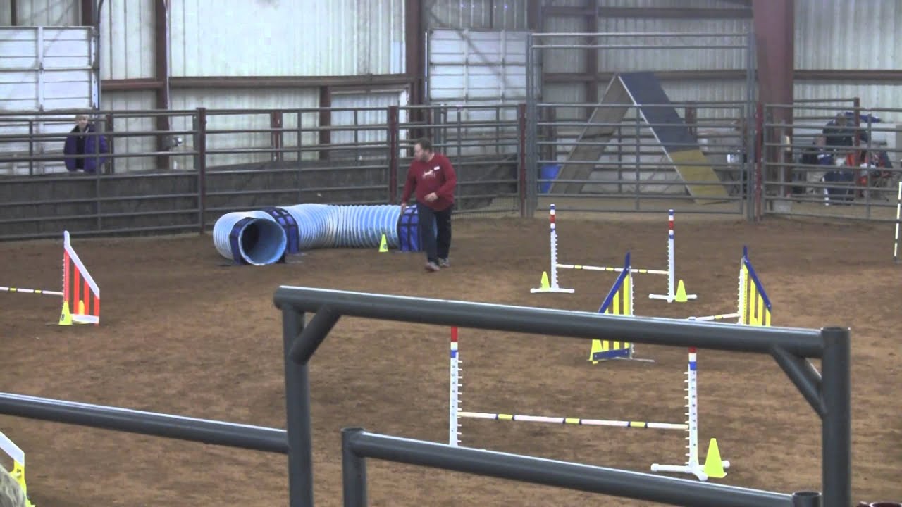 Toby's 2014 Agility Bloopers