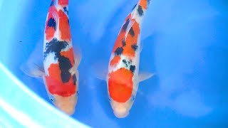 TOSAI SELECTION PROCESS  8 WEEKS AFTER HATCHING KOI (Part 2)