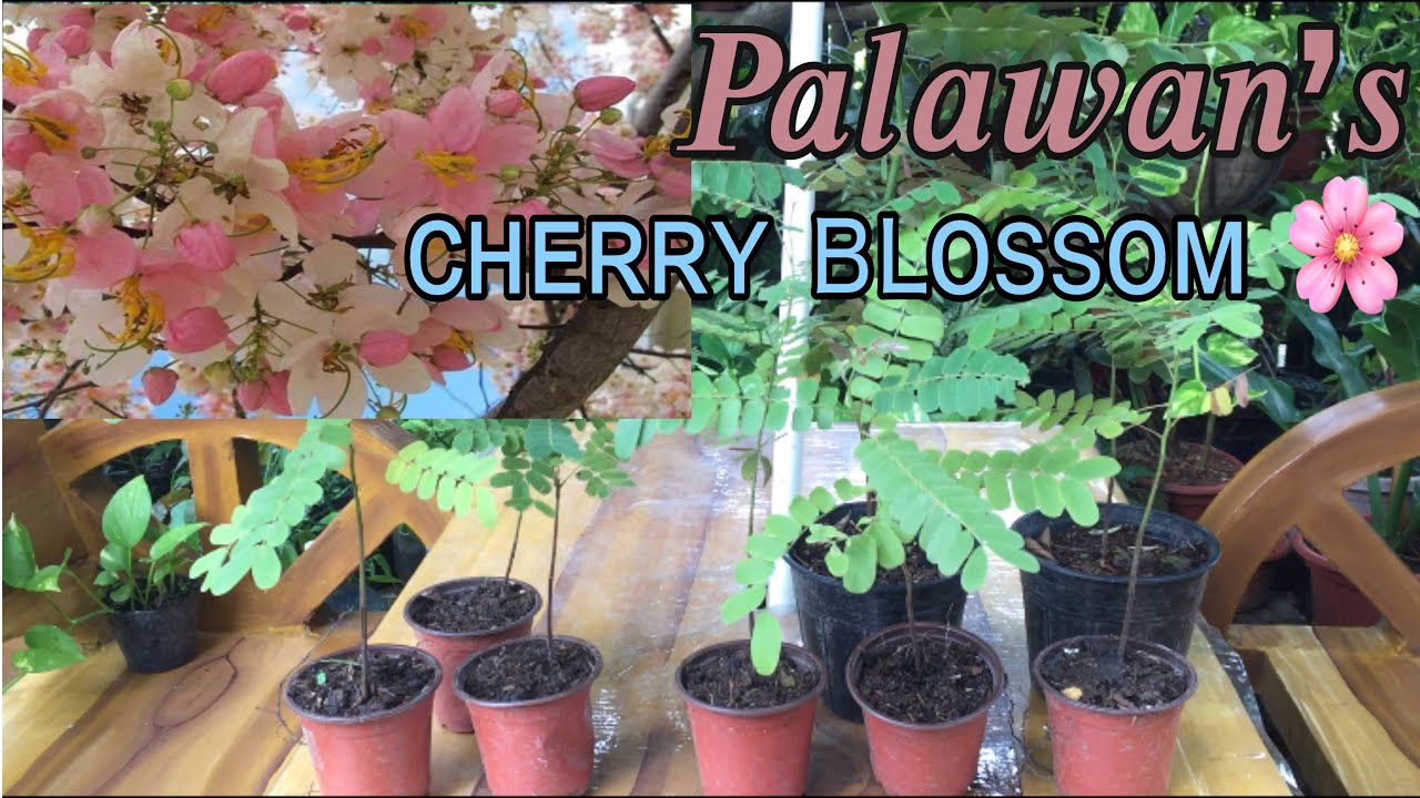 TWO WAYS TO PLANT YOUR PALAWAN's CHERRY BLOSSOM Gardening Tips YouTube
