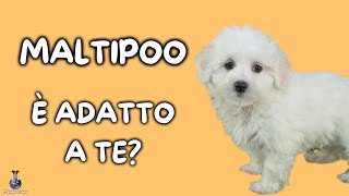 Maltipoo: Cosa Sapere by Mondo Cane 22,151 views 1 year ago 4 minutes, 18 seconds