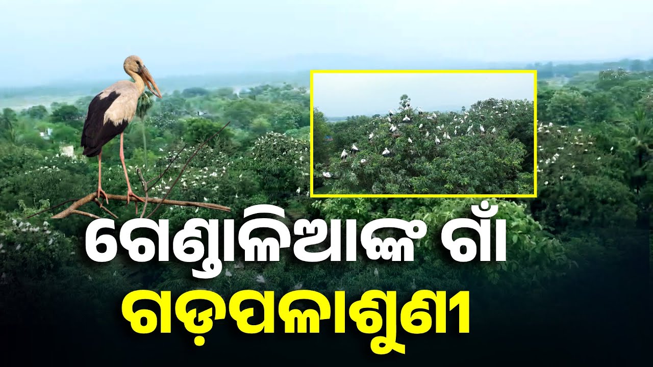 ଚାଷ ସମୟରେ ଗାଁକୁ ଆସନ୍ତି ସାଇବେରିଆ ଅଞ୍ଚଳରୁ ହଜାର ହଜାର ସଂଖ୍ୟକ ଗେଣ୍ଡାଳିଆ |