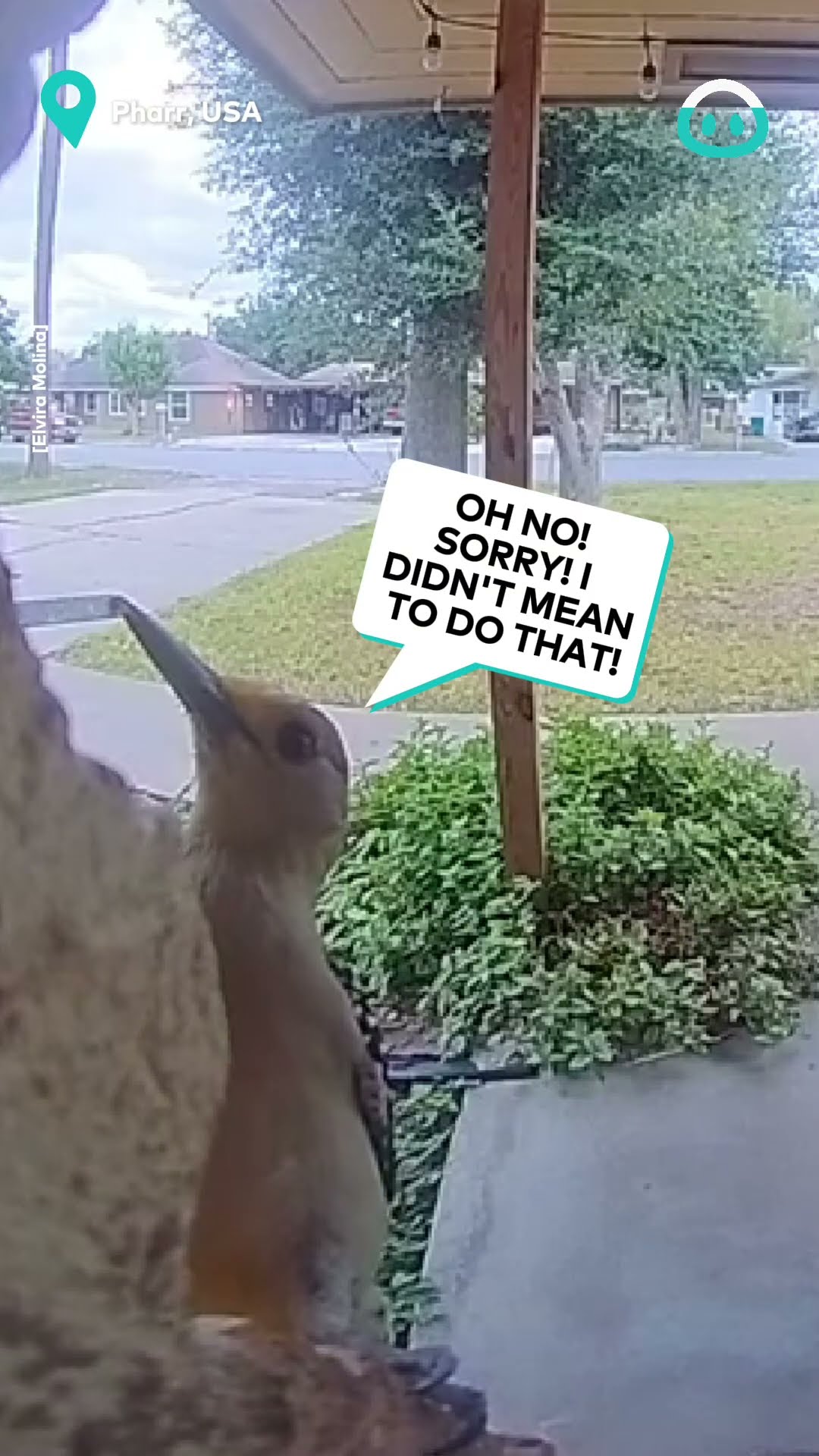 Woodpecker Rings Doorbell || ViralHog