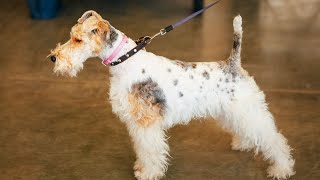 Soft Coated Wheaten Terriers: The Perfect Neighbors!