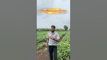 Best Insecticide for maize plant 🌱 #agriculture #farming