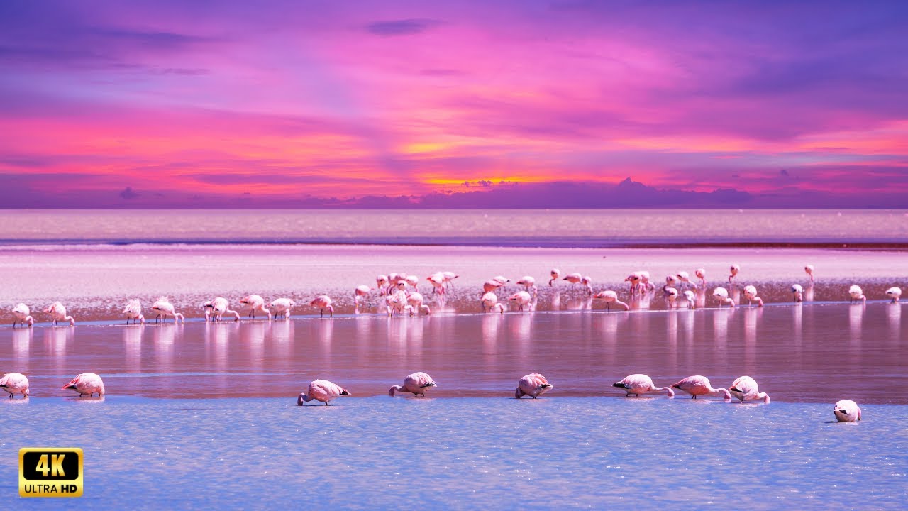 Escape into Nature’s Beauty 4K Footage of the World’s Most Colorful Birds!