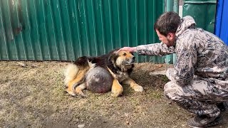 Dog With Huge Tumor Runs To The Gate, Quickly Makes Friends And Begs For Help