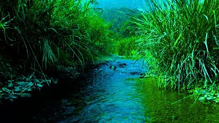 The Soft Sound of the Clear Green Forest Stream, the Chirping of Birds Relaxes All Worries