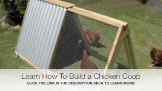 coop chicken build