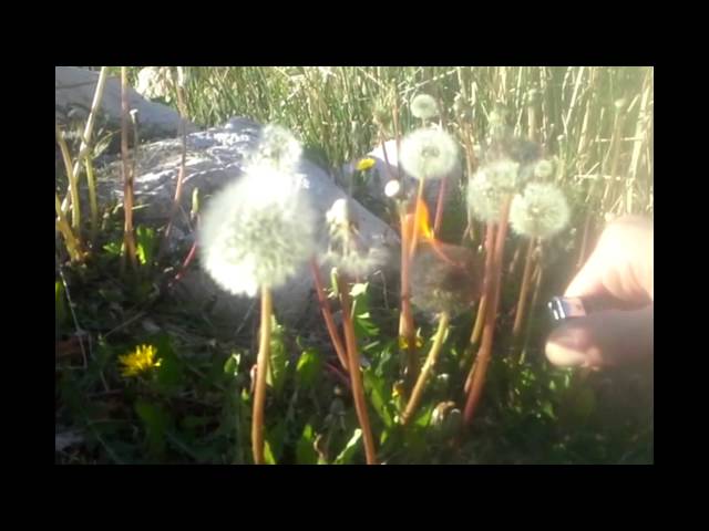 ASMR Short - Dandelion Arson