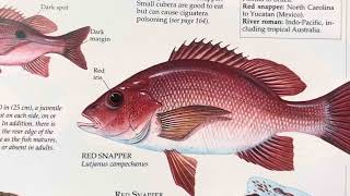 Animal Facts #readaloud  📖 🦓 🦒 🐋 #educational #animalfacts #redsnapper 