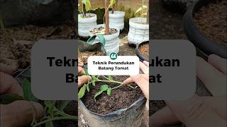 Easy Trick to Boost Tomato Root Growth | Cara Perbanyak Akar Tomat dengan Metode Perundukan Batang !
