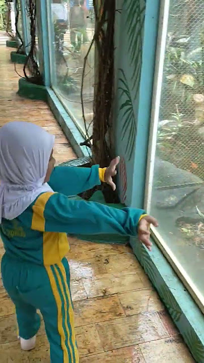 Burung Lucu Warna Warni  Lagu Anak-anak viral  Burung Kakak Tua