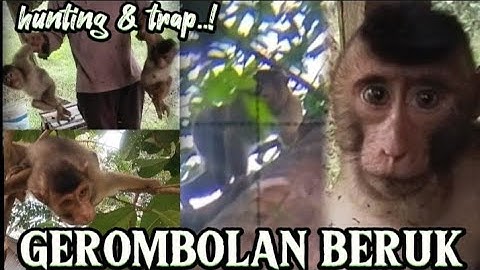 Ngeri‼️Berburu Beruk ketika petani memasang perangkap di ladang,berburu monyet besar,MONKEY HUNTING