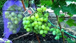 Сорт Винограда Новый Подарок Запорожью
