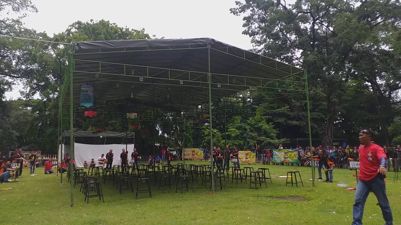 Lovebird konslet semua solo kota budaya lomba burung 