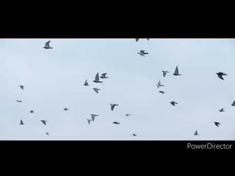 【韓繁字幕】潤荷 YOUNHA（윤하）－《WINTER FLOWER》(雪中梅 Ft.RM)MV(防彈版)