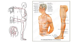 GALLBLADDER CHANNEL OF FOOT SHAOYANG POINTS ACCORDING TO REGION AND CHANNEL PATHWAY