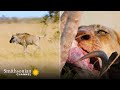 A Wildebeest Calf Wanders Close to a Dangerous Lion Pride ⚠️ Tales from Zambia | Smithsonian Channel