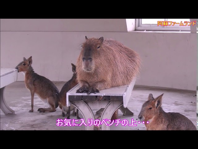 カピバラ 阿蘇ファームランド篇 大雨の日の楽しみ方 Youtube