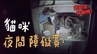 【黃阿瑪的後宮生活】貓咪夜間障礙賽