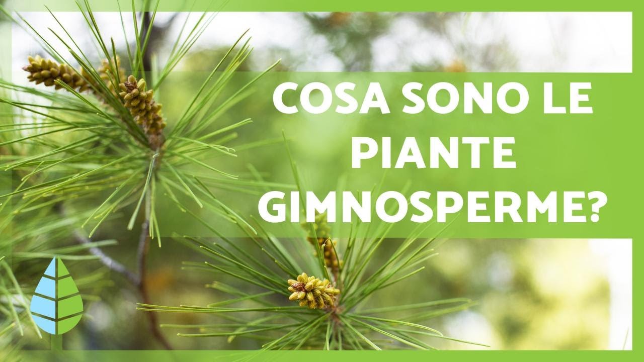 PIANTE GIMNOSPERME🌲 Caratteristiche, esempi, riproduzione e altro!