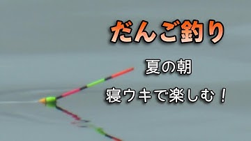 黒鯛を寝ウキだんご釣りで狙う真夏の朝