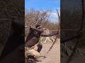 The Hadzabe hunter saw the turkey and shot an arrow at it.#shorts #foryou #wildlife