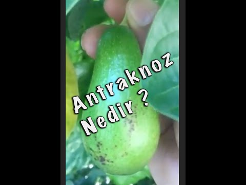 Video: Avokadoda antraknozun simptomları - Avokado ağaclarında antraknozun müalicəsi