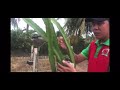 Dragon Fruit: How To Grow Dragon Fruit with NO TOP TRELLIS or SUPPORT.