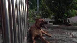 Watch out for rabies infected dog symptoms