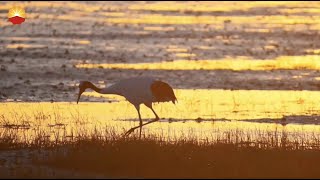 Las Aves Migratorias en el Yacimiento Petrolífero de Liaohe