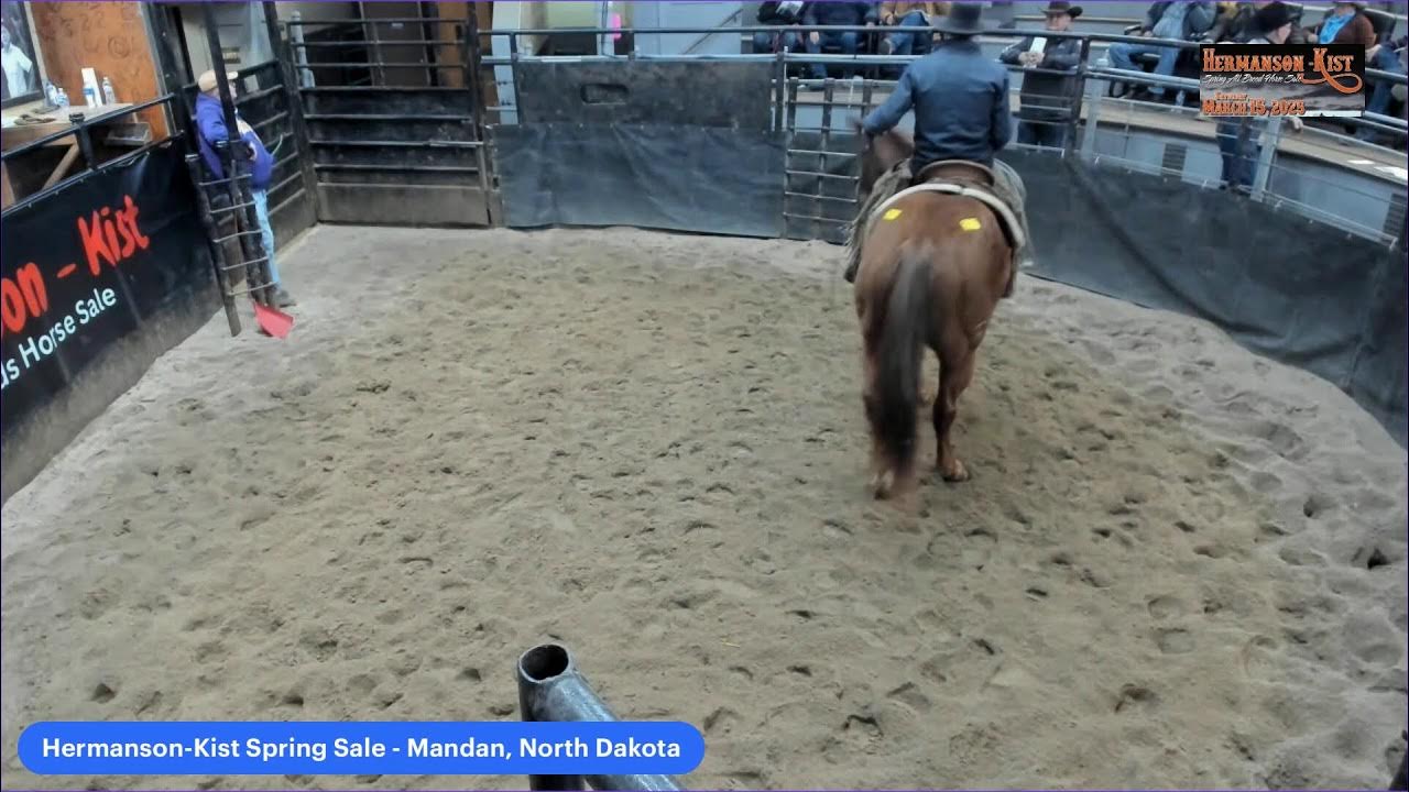 HermansonKist Spring Horse Sale Mandan, ND YouTube