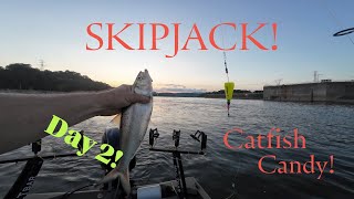 Skipjack Fishing Day 2!
