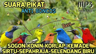 Download lagu SUARA PIKAT BURCIL RIBUT KOMBINASI TERBAIK 🔥 AMPUH 🕊️ BARU