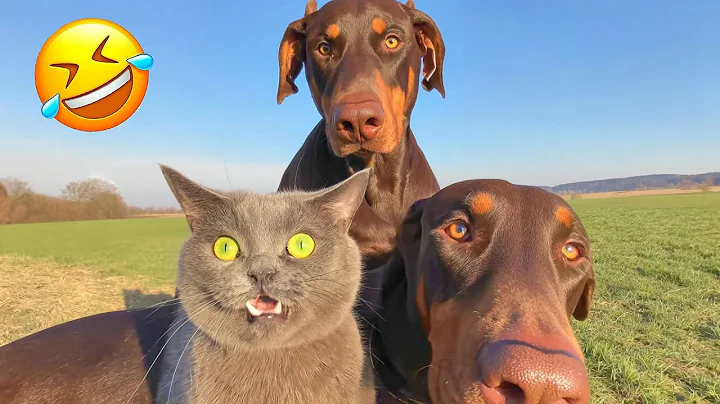 Watch the video about Funny Animals 2025 🤣 Very Funny Cats & Dogs Videos 🐱🐶 PART 23