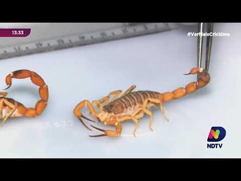 Vídeo: Onde vivem os escorpiões de cauda amarela?