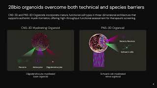Modeling Myelin Disruption and Repair for Therapeutic Assessment