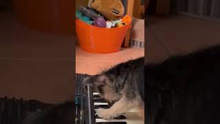 Terrier Puppy LOVES Playing Piano!