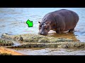 Cocodrilo devora a un hipopotamo bebe