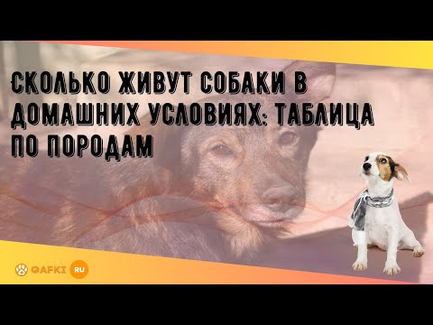 Сколько живут собаки в домашних условиях: таблица по породам