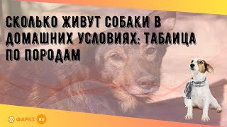 Сколько живут собаки в домашних условиях: таблица по породам