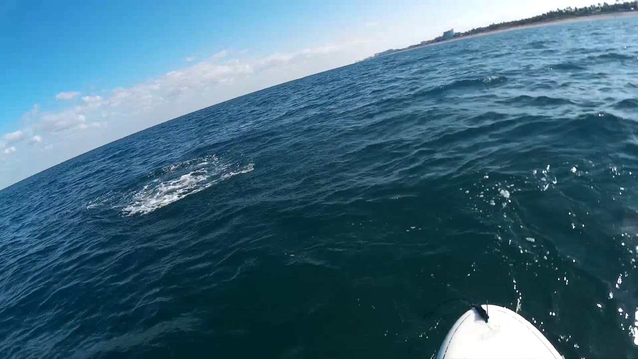 Spinner Sharks Jumping at Delray beach YouTube