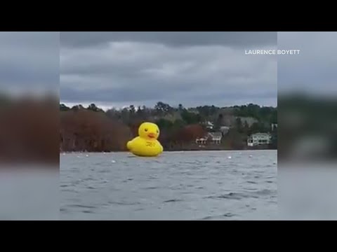 'Greater Joy' the giant duck makes daring escape from Belfast Harbor