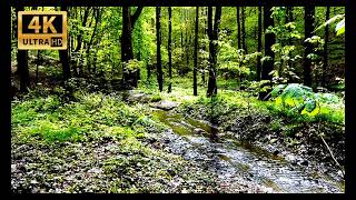 4К видео. Звуки воды. Звуки Природы Наполняют Энергией. Пение Птиц  очищают наши мысли.