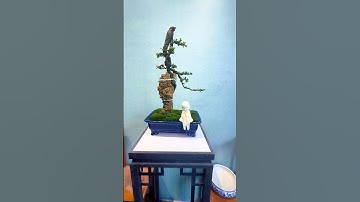Cascade Style Literati Bonsai#bonsai #bonsaitree