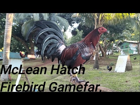 McLean Hatch Firebird
