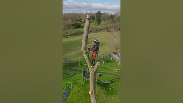 Big section negative rigging. #arborist #arbortec #treework #chainsaw