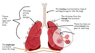 Lung Structure Gcse Biology Pass Your Exams