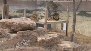 Lions Will Soon Be Leaving The Biopark