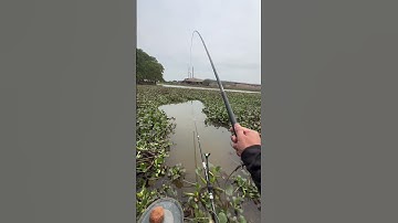 Câu cá diếc Tân Phong